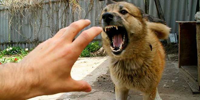 Что делать при нападении собаки – правила поведения и способы защиты от животного