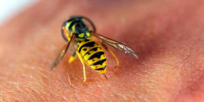Что делать при укусе пчелы или осы – первая помощь и советы на все случаи