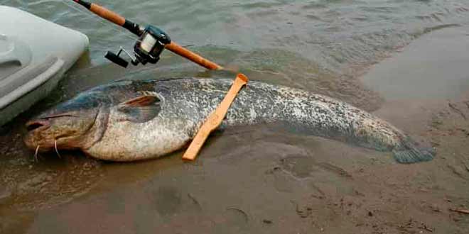 Ловим сома на kwak: описание приманки, конструкция и методика рыбалки