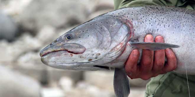 Рыбалка на тайменя – способы ловли и снасти, места обитания и поведение рыбы